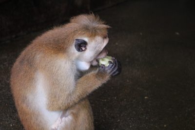 頑張って食べる
