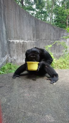 バケツを抱えるジミー