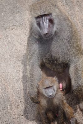 ロマノとナイト