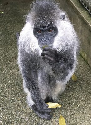 テラ