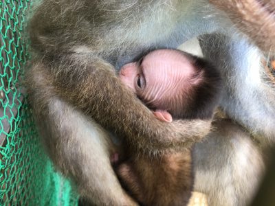 授乳中