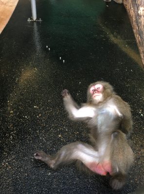 タンポポ