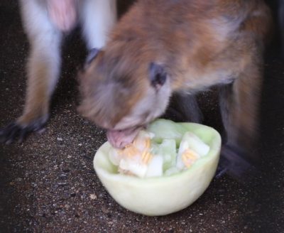 がっつく