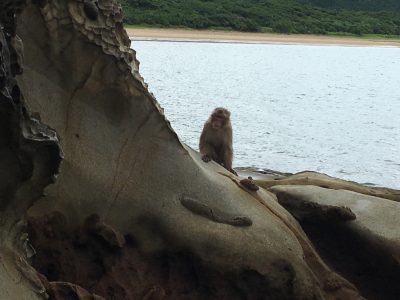 岩陰から
