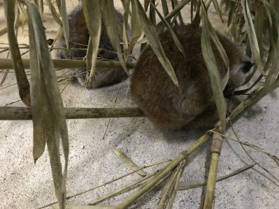 寝ているロリス達
