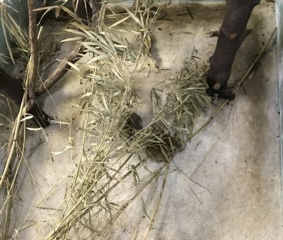 部屋の中心で寝ているロリス