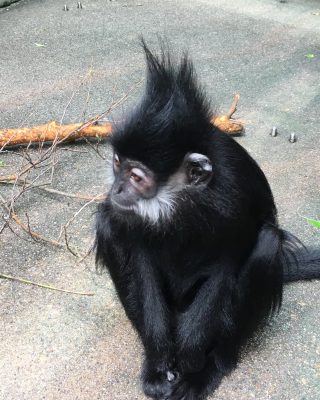 ジャイロヘアー