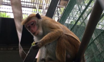 キキョウ