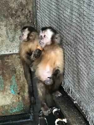 クルミを持つジャンヌ