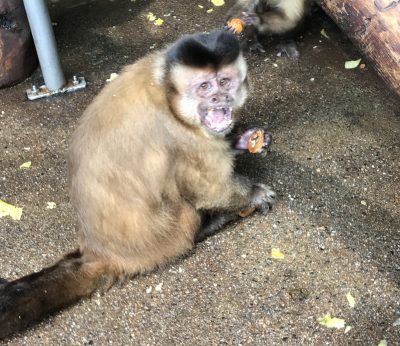 ブラッドの食事