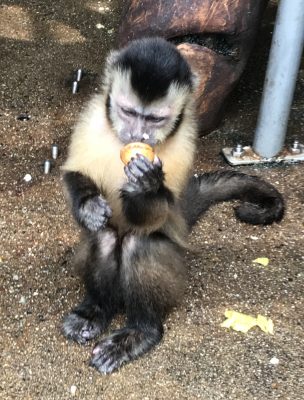 クルミを食べるフサオマキザル