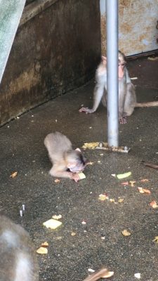 ショウグン2