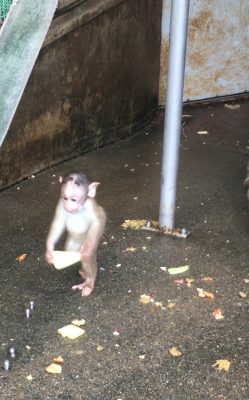 ショウグン