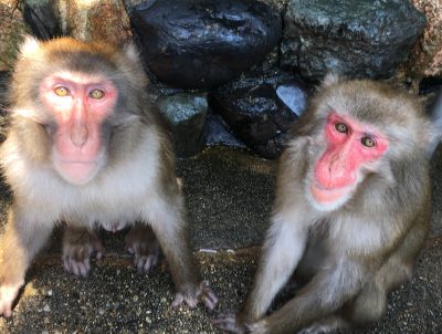 ニホンザル