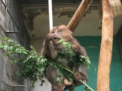 ザルバ