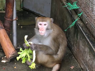 ミラン