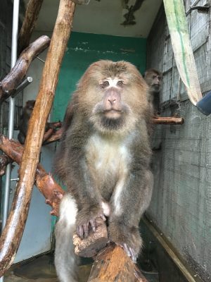 ザルバ
