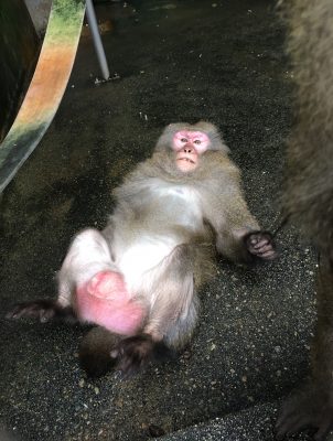 ノビル3