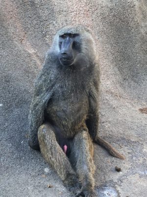 ロン