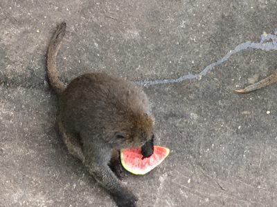 カチコチフルーツ