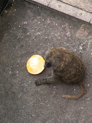 カチコチフルーツ2