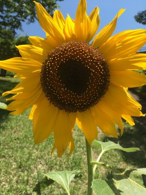 ひまわり