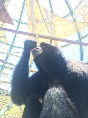 水を飲むマユ