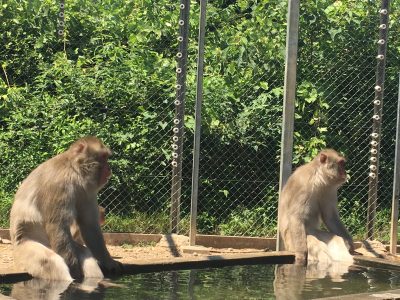 ニホンザル　足湯2