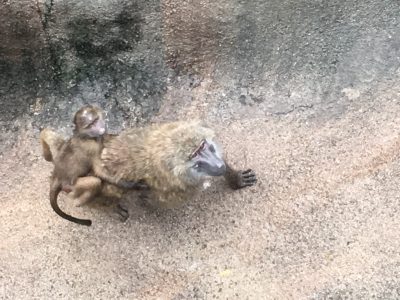 イヤミとイナリ