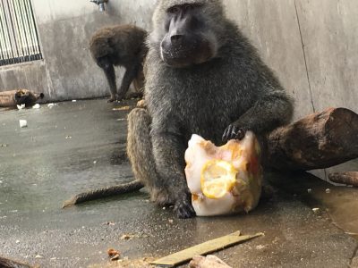 カチコチフルーツ