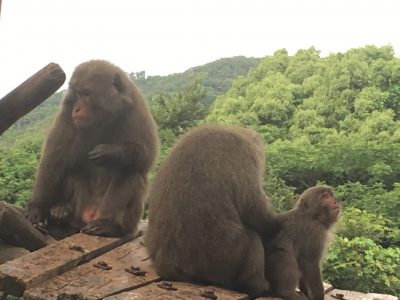 緑の中のヤクニホンザル