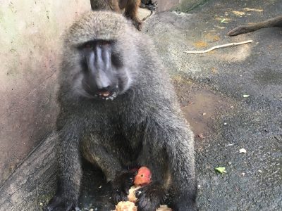頬張るロミオ