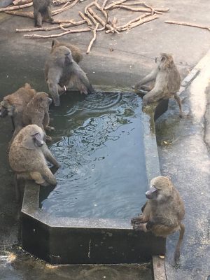 池のまわりのヒヒ