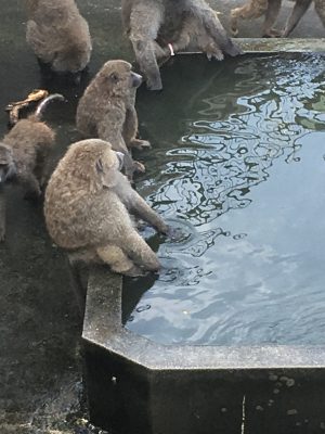 池のまわりのヒヒ2
