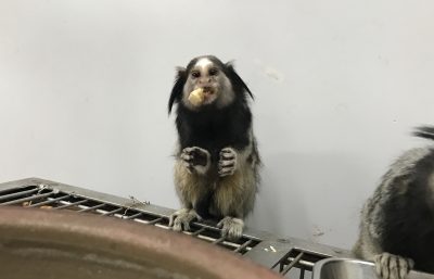 シャア勝者