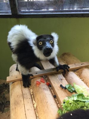 ジル