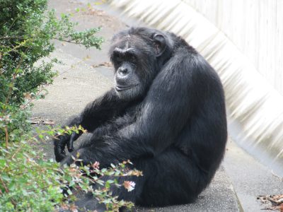 きりっとしたジミー