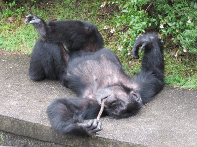 寝ながら枝をかじるジミー