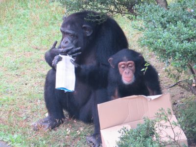 ようすをうかがうマモル