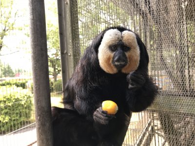勝者モップ