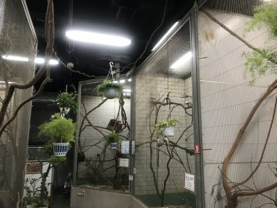 植物設置しましたー