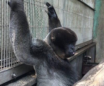 負けたダージリン
