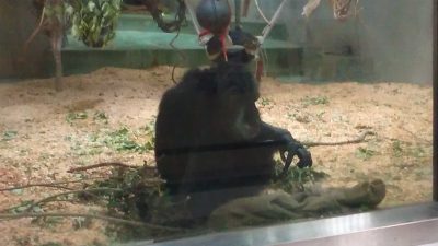 アキラのベッド