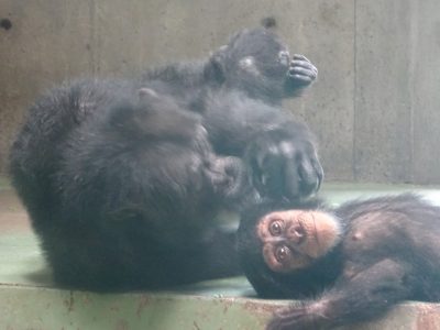 マモル