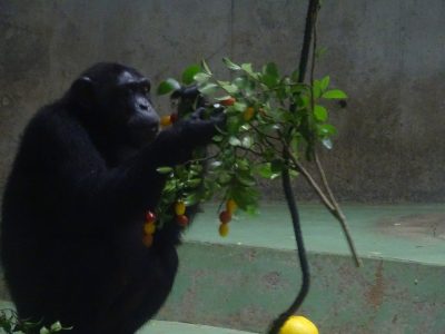 トマトのなる木を食べるマルコ