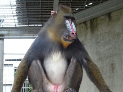 マンドリルの誕生日会 飼育の部屋