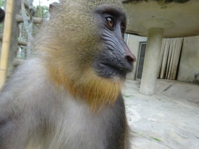 ディスコ