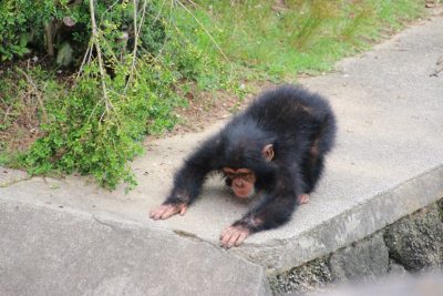 マモル