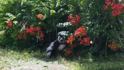 日影でエリマキキツネザル