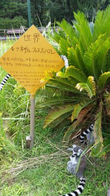 日影でワオキツネザル
